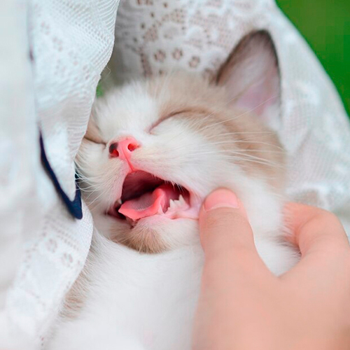 Animal_link
