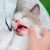 Animal_link
